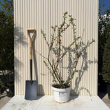 Japánbirs (Chaenomeles speciosa) Mango Storm, díszcserje telt, élénk narancsszínű virágokkal, tüskétlen, szárazságtűrő