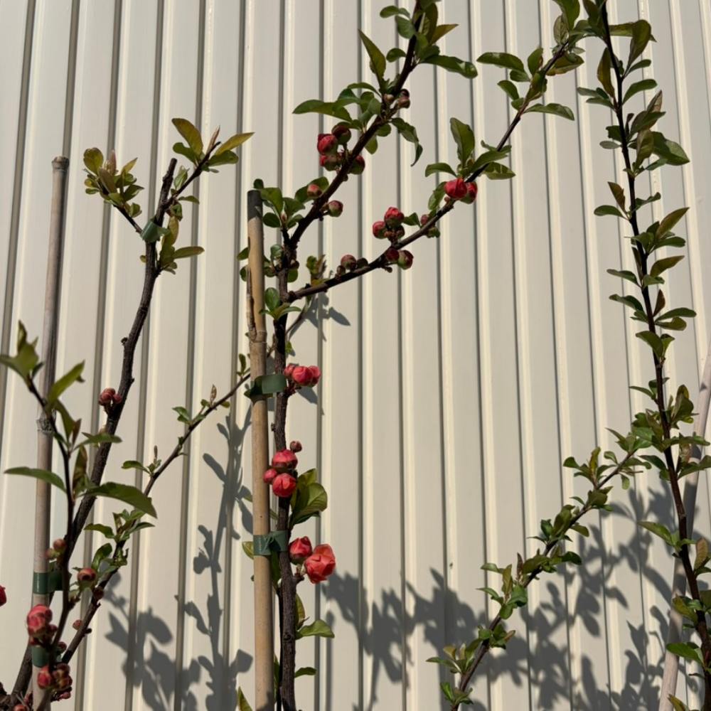 Japánbirs (Chaenomeles speciosa) Mango Storm, díszcserje telt, élénk narancsszínű virágokkal, tüskétlen, szárazságtűrő