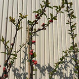 Japánbirs (Chaenomeles speciosa) Mango Storm, díszcserje telt, élénk narancsszínű virágokkal, tüskétlen, szárazságtűrő