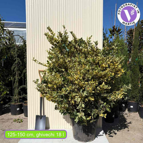 Japán fagyal ‘Texanum’ (Ligustrum japonicum) – örökzöld díszcserje, illatos virágokkal, könnyen gondozható