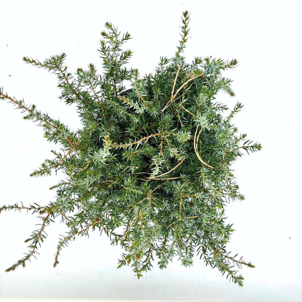 Ienupar Silver Carpet (Juniperus communis), frunzis argintii-albastrui, conifer tarator vesnic verde, ideal pentru taluzuri si stancarii