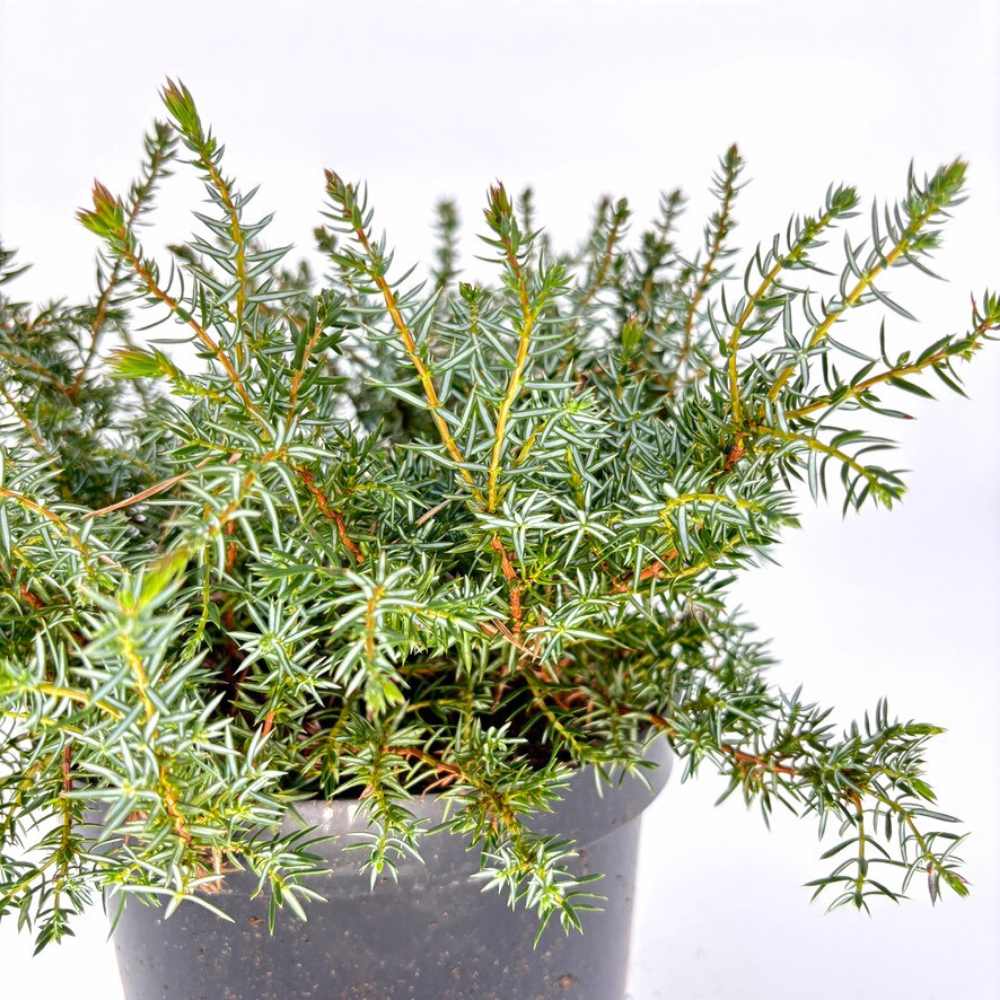 Ienupar Silver Carpet (Juniperus communis), frunzis argintii-albastrui, conifer tarator vesnic verde, ideal pentru taluzuri si stancarii