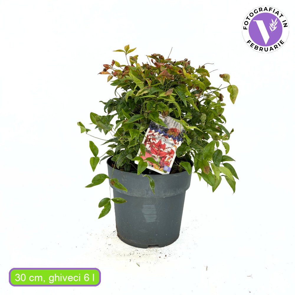 Szent bambusz ‘Fire Power’ (Nandina domestica), kompakt díszcserje, ősszel és télen piros lombbal, fagytűrő, japán kertbe, Feng Shui hangulathoz