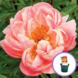 Bazsarózsa 'Pink Hawaiian Coral' – félteljes, korallszínű illatos virágokkal