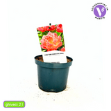 Bazsarózsa 'Pink Hawaiian Coral' – félteljes, korallszínű illatos virágokkal
