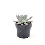 Pozsgás (Echeveria) 'Mexican Giant' – ezüstös óriásrozetta beltéri dísznövény