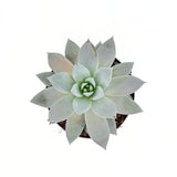 Pozsgás (Echeveria) 'Mexican Giant' – ezüstös óriásrozetta beltéri dísznövény