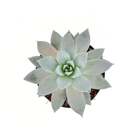 Pozsgás (Echeveria) 'Mexican Giant' – ezüstös óriásrozetta beltéri dísznövény
