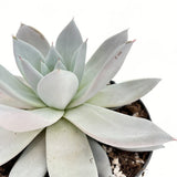 Pozsgás (Echeveria) 'Mexican Giant' – ezüstös óriásrozetta beltéri dísznövény