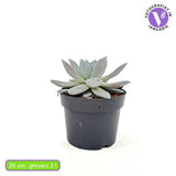Pozsgás (Echeveria) 'Mexican Giant' – ezüstös óriásrozetta beltéri dísznövény