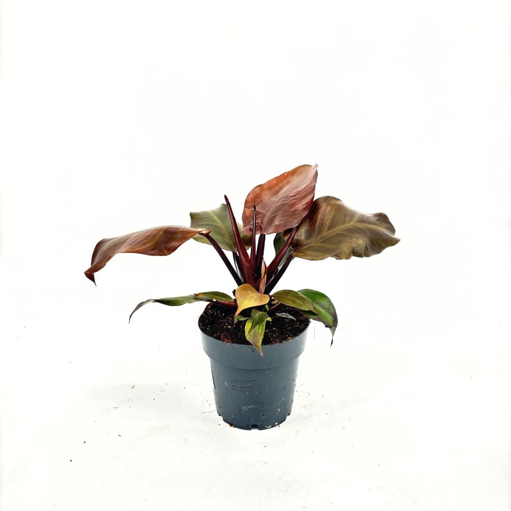 Philodendron 'Sun Red' – élénkvörös levelű szobanövény, könnyen gondozható