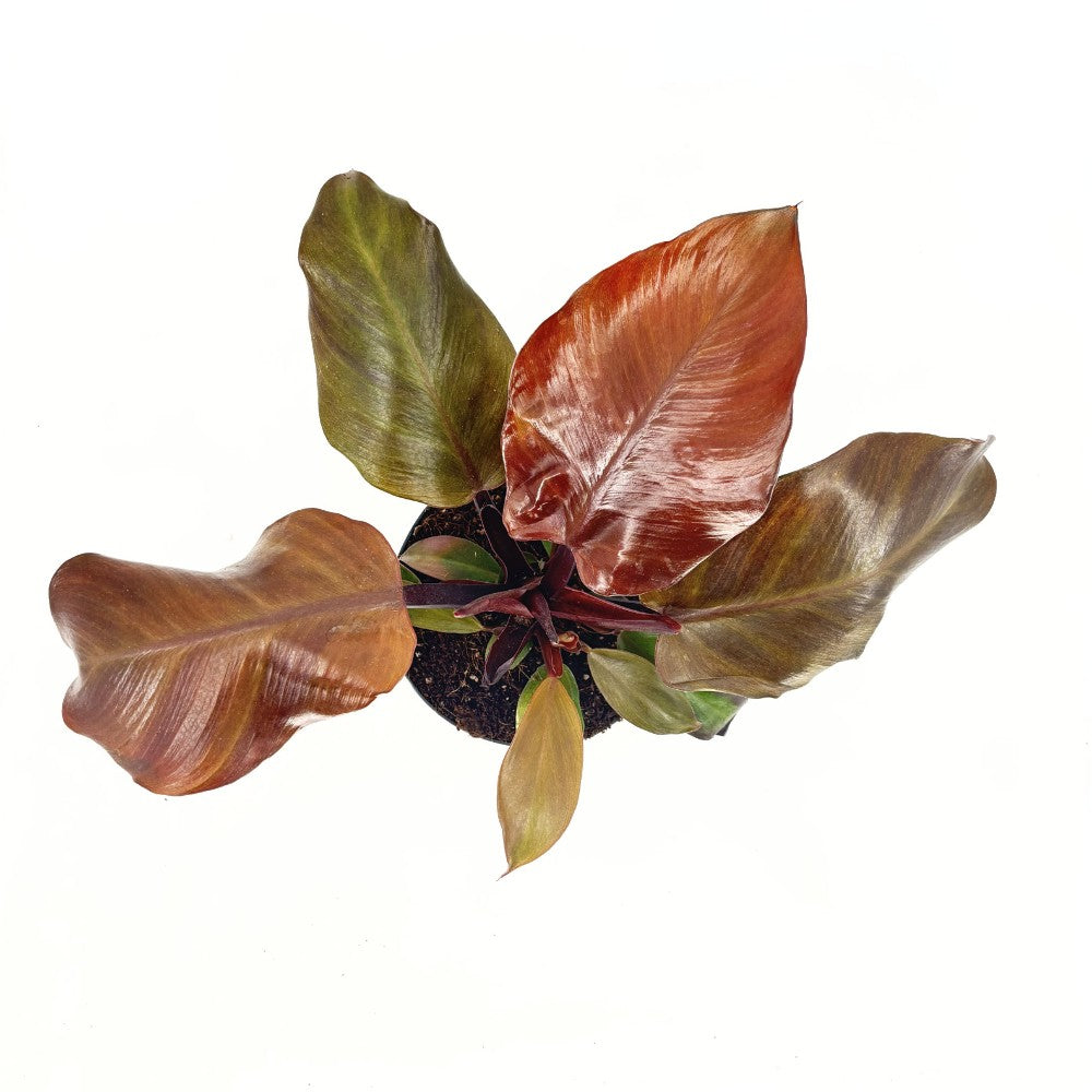 Philodendron 'Sun Red' – élénkvörös levelű szobanövény, könnyen gondozható