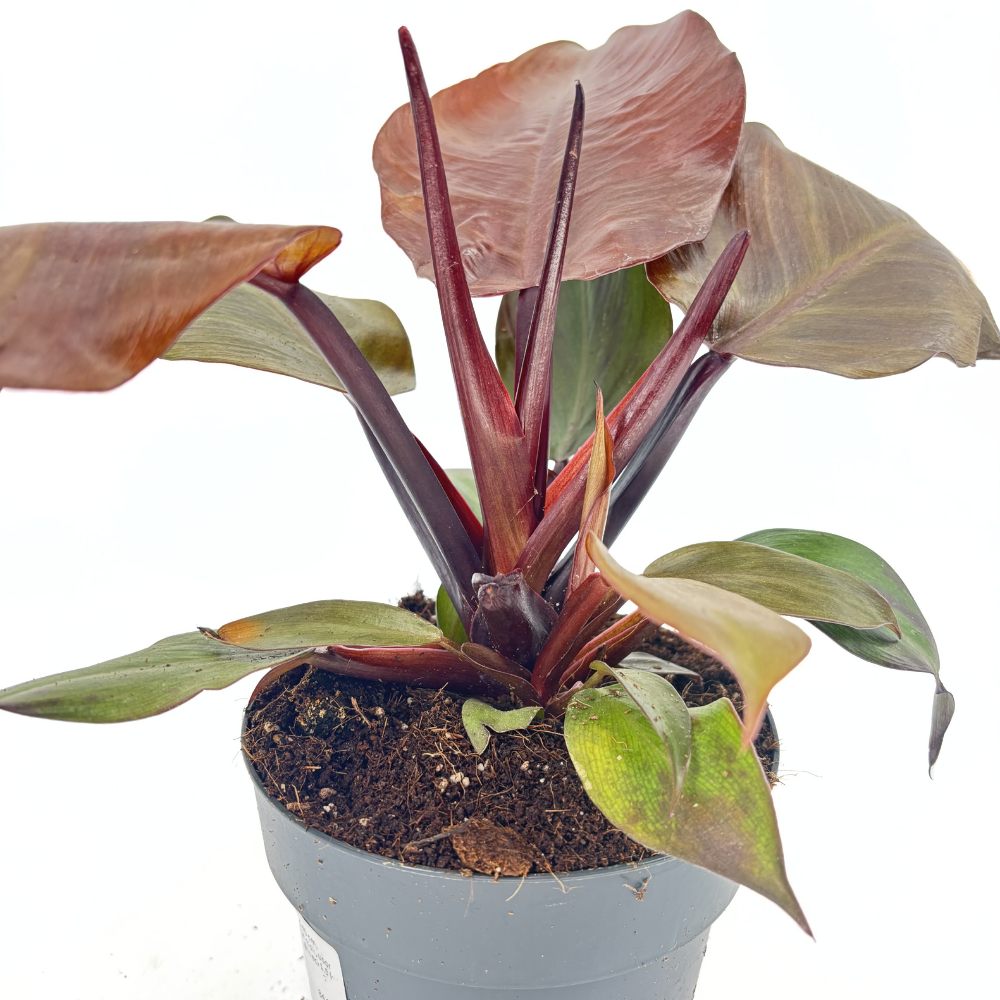 Philodendron 'Sun Red' – élénkvörös levelű szobanövény, könnyen gondozható