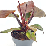 Philodendron 'Sun Red' – élénkvörös levelű szobanövény, könnyen gondozható