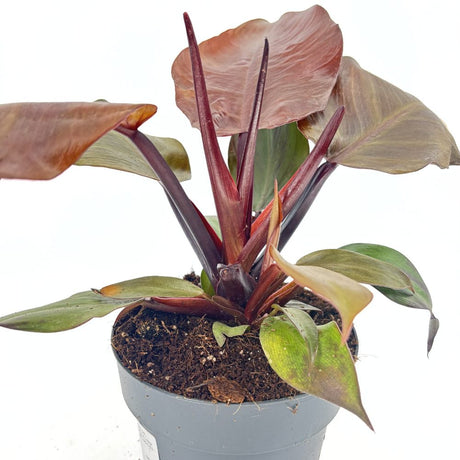 Philodendron 'Sun Red' – élénkvörös levelű szobanövény, könnyen gondozható