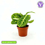 Planta Care se Roaga (Maranta) Lemon, 30 cm, planta de interior decorativa, frunze verzi cu dungi galbene, ingrijire medie