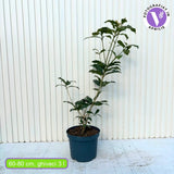 Japán illatos osmanthus (Osmanthus fragrans), örökzöld díszcserje fehér, illatos virágokkal és fényes lombbal, könnyen gondozható