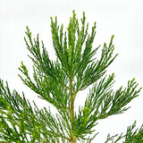 Arborele Mamut, Sequoia Gigant (Sequoiadendron Giganteum), conifer cu ace verde-albastrui, aspect metalic usor, arbore decorativ urias, vesnic verde, coroana piramidala