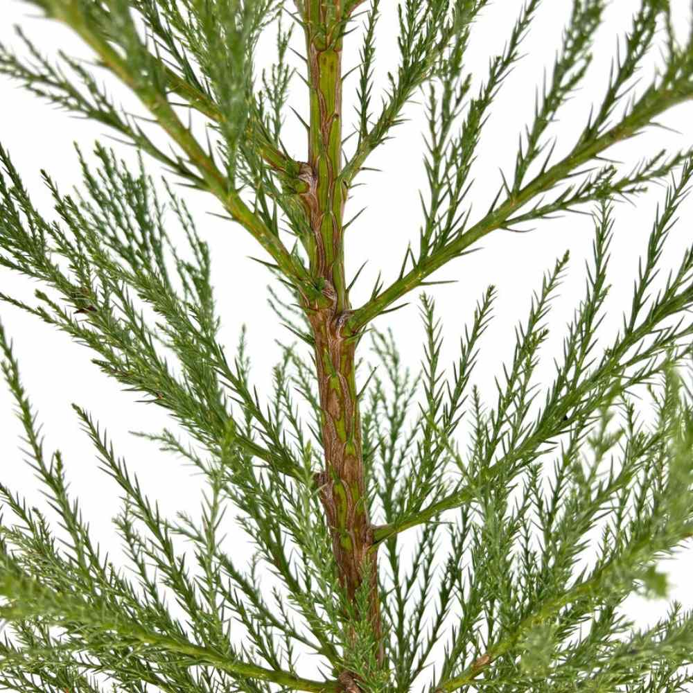Arborele Mamut, Sequoia Gigant (Sequoiadendron Giganteum), conifer cu ace verde-albastrui, aspect metalic usor, arbore decorativ urias, vesnic verde, coroana piramidala