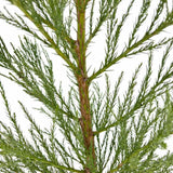 Arborele Mamut, Sequoia Gigant (Sequoiadendron Giganteum), conifer cu ace verde-albastrui, aspect metalic usor, arbore decorativ urias, vesnic verde, coroana piramidala
