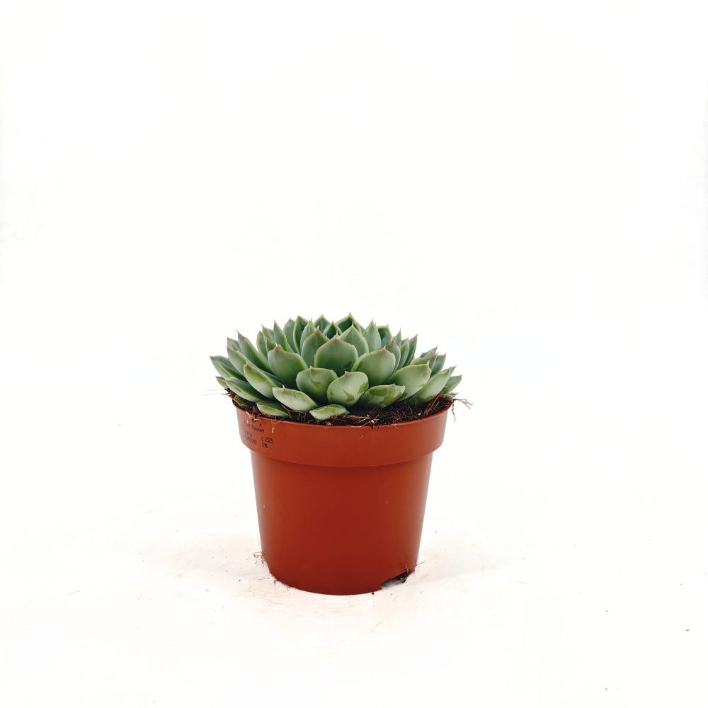 Pozsgás (Echeveria) 'Sky Pearl' – gyöngyházfényű ezüst levelű beltéri dísznövény