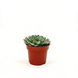 Pozsgás (Echeveria) 'Sky Pearl' – gyöngyházfényű ezüst levelű beltéri dísznövény