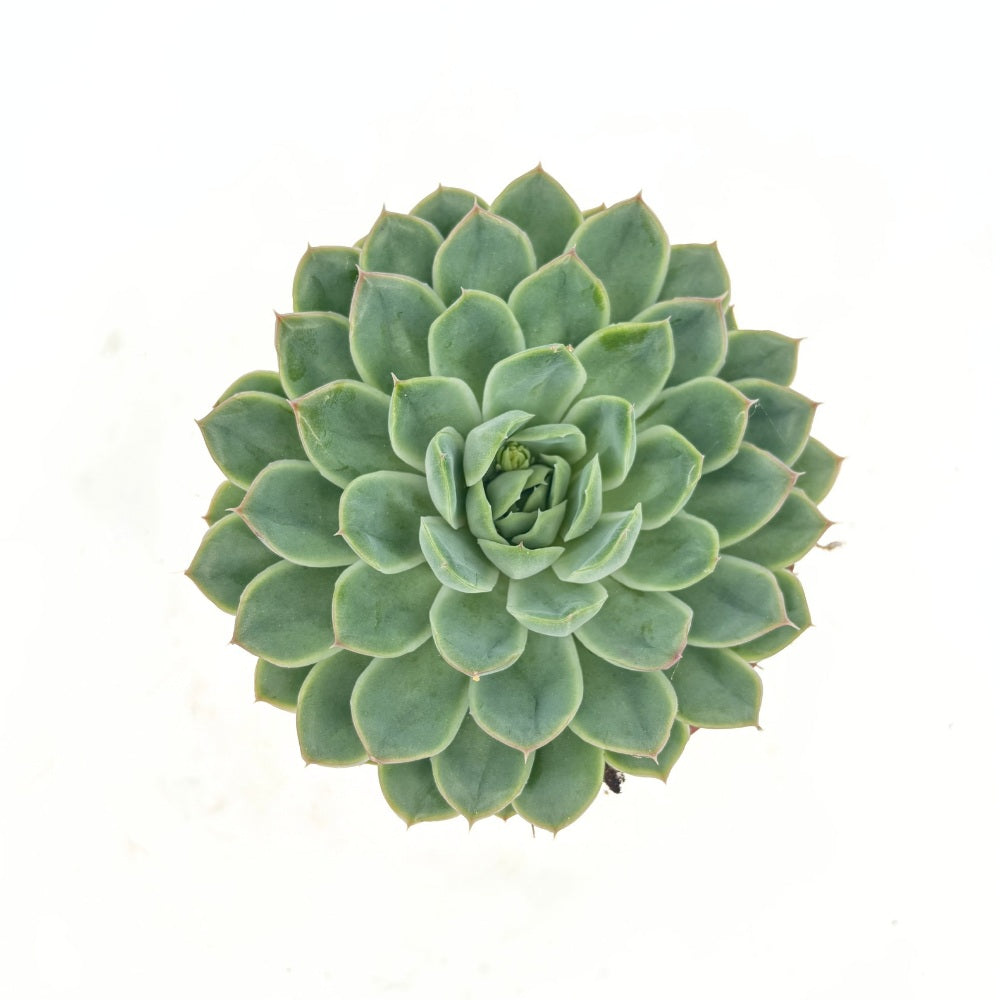 Pozsgás (Echeveria) 'Sky Pearl' – gyöngyházfényű ezüst levelű beltéri dísznövény