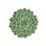 Pozsgás (Echeveria) 'Sky Pearl' – gyöngyházfényű ezüst levelű beltéri dísznövény