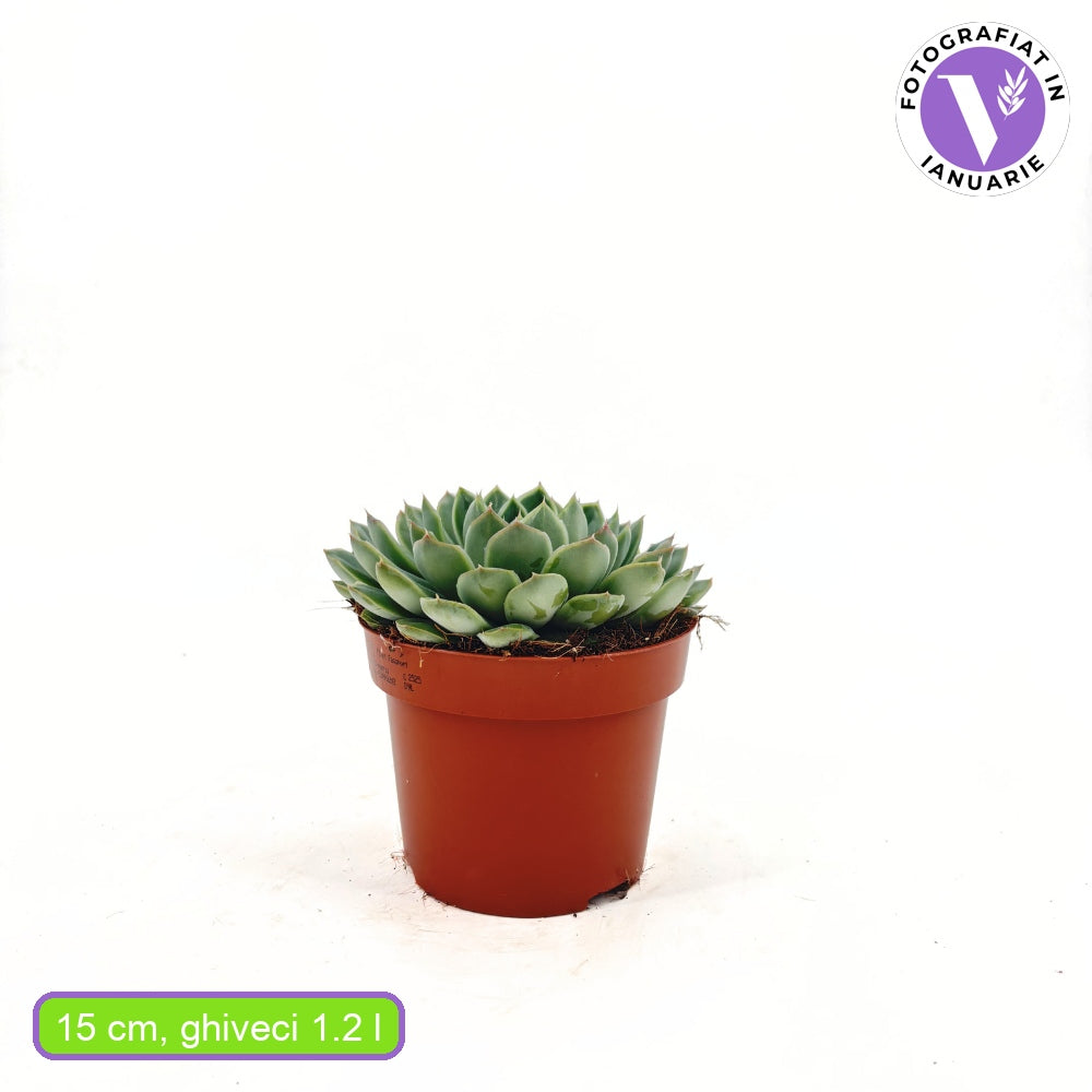 Pozsgás (Echeveria) 'Sky Pearl' – gyöngyházfényű ezüst levelű beltéri dísznövény