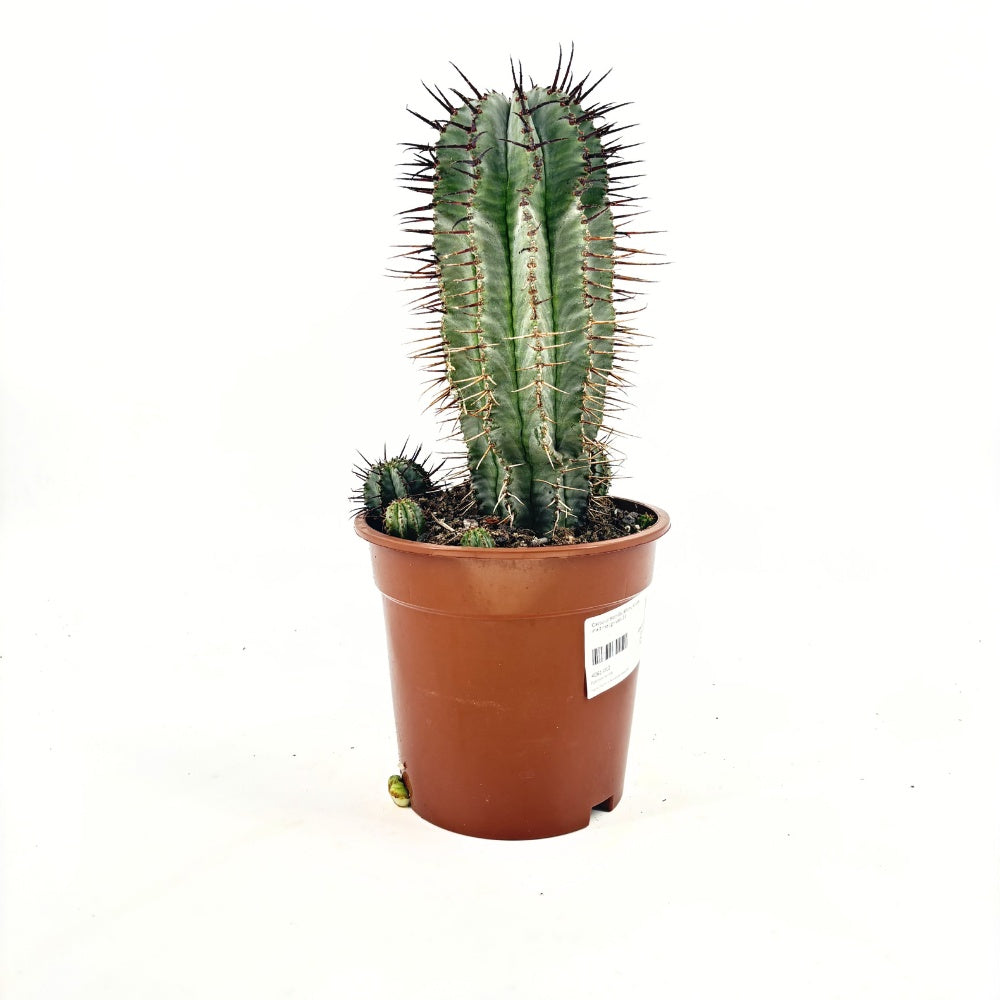 Euphorbia Horrida – látványos egzotikus szobanövény, lassú növekedés, 40 cm