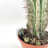 Euphorbia Horrida – látványos egzotikus szobanövény, lassú növekedés, 40 cm