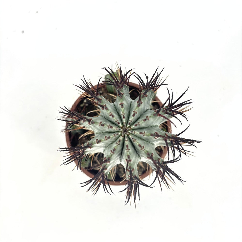 Euphorbia Horrida – látványos egzotikus szobanövény, lassú növekedés, 40 cm