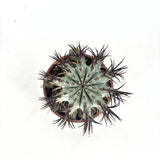 Euphorbia Horrida – látványos egzotikus szobanövény, lassú növekedés, 40 cm