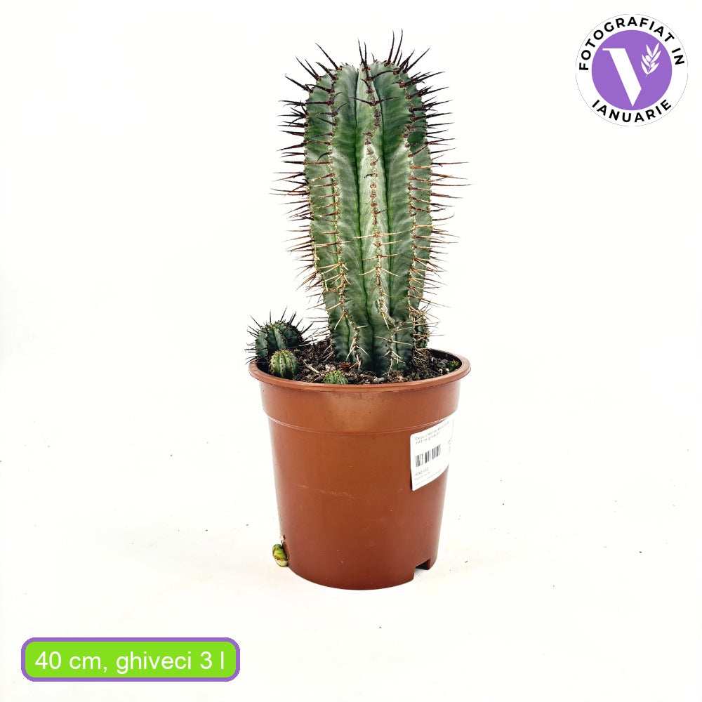 Euphorbia Horrida – látványos egzotikus szobanövény, lassú növekedés, 40 cm
