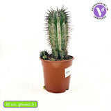 Euphorbia Horrida – látványos egzotikus szobanövény, lassú növekedés, 40 cm