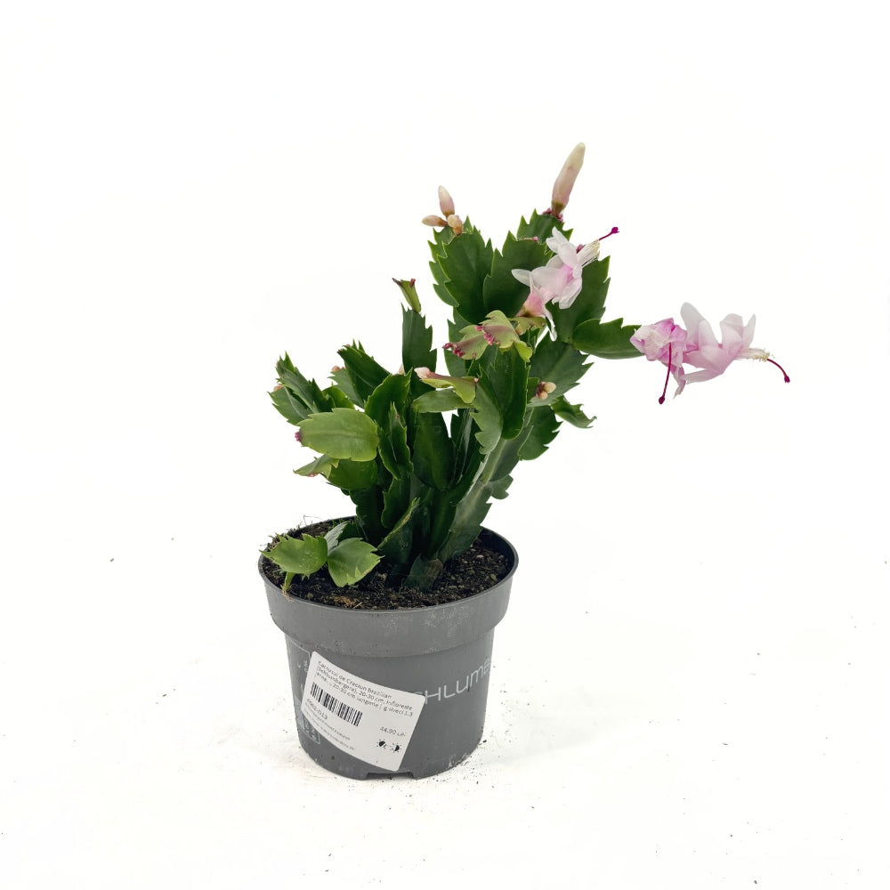 Karácsonyi kaktusz (Schlumbergera) – fehér virágú beltéri dísznövény, 20–30 cm