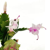 Karácsonyi kaktusz (Schlumbergera) – fehér virágú beltéri dísznövény, 20–30 cm
