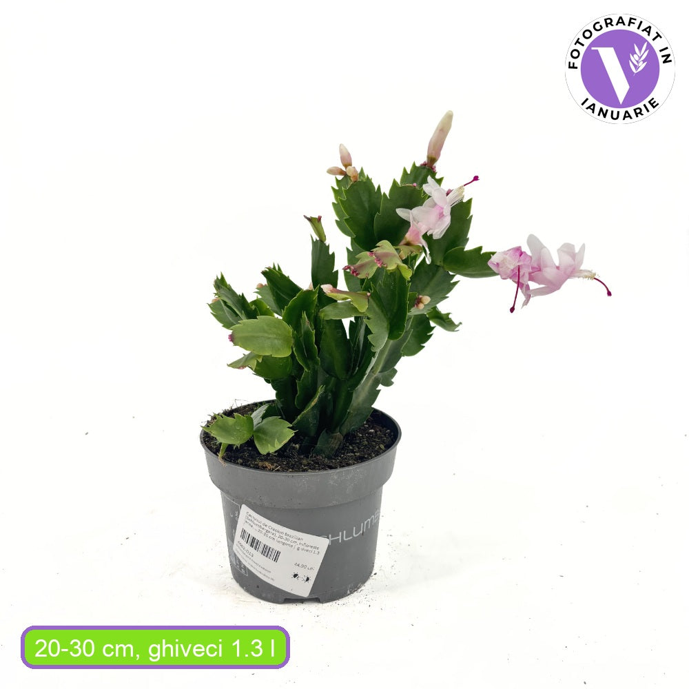 Karácsonyi kaktusz (Schlumbergera) – fehér virágú beltéri dísznövény, 20–30 cm