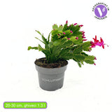 Karácsonyi kaktusz (Schlumbergera) – télen pompázó rózsaszín virágokkal, 20–30 cm