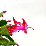 Karácsonyi kaktusz (Schlumbergera) – télen pompázó rózsaszín virágokkal, 20–30 cm
