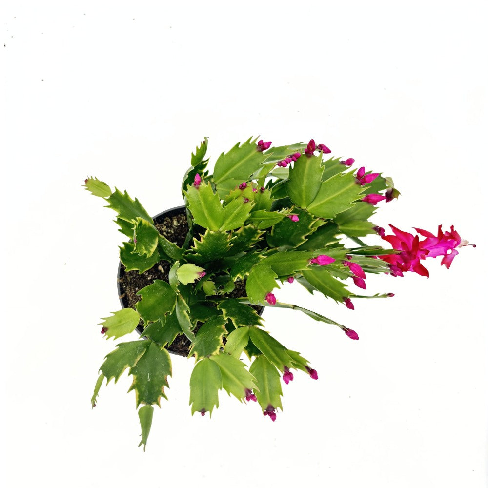 Karácsonyi kaktusz (Schlumbergera) – télen pompázó rózsaszín virágokkal, 20–30 cm