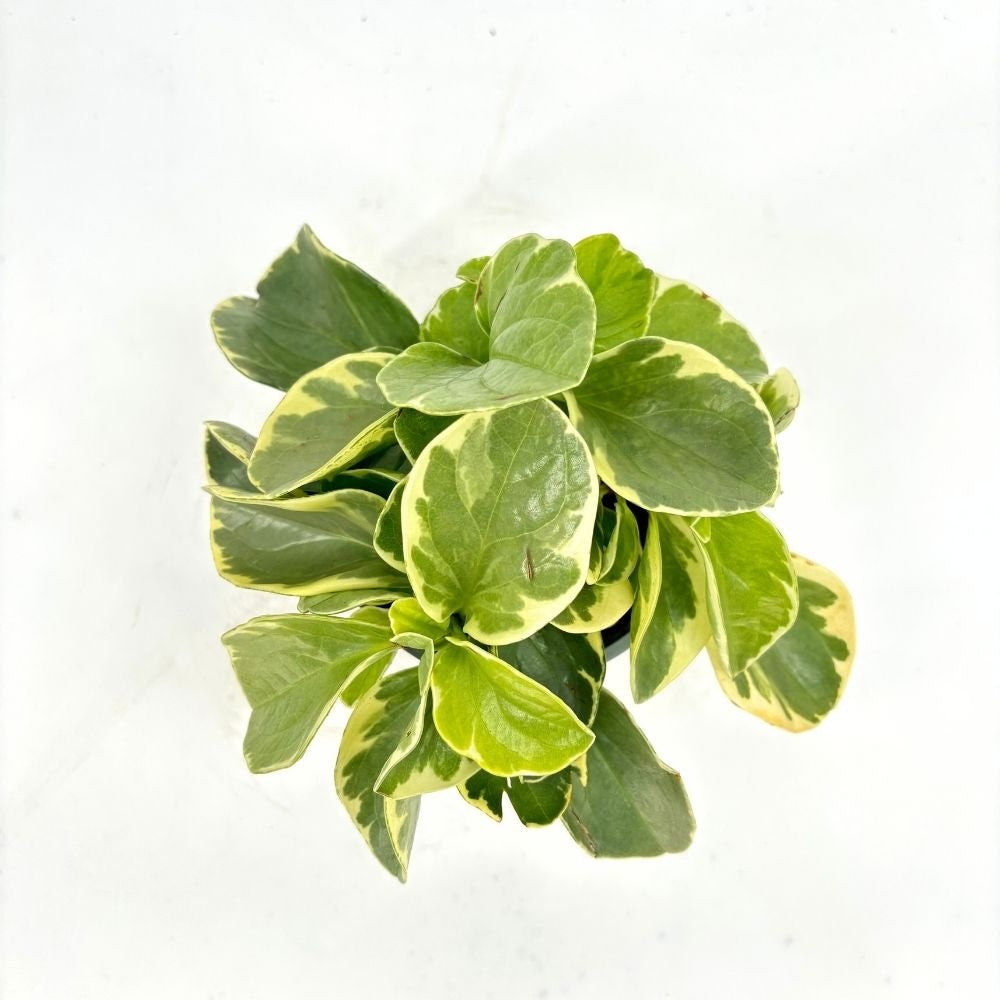 Planta de Cauciuc (Peperomia Variegata), planta de interior cu frunze variegate carnoase - 20 cm