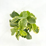 Planta de Cauciuc (Peperomia Variegata), planta de interior cu frunze variegate carnoase - 20 cm