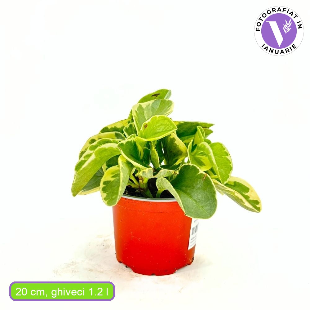 Planta de Cauciuc (Peperomia Variegata), planta de interior cu frunze variegate carnoase - 20 cm