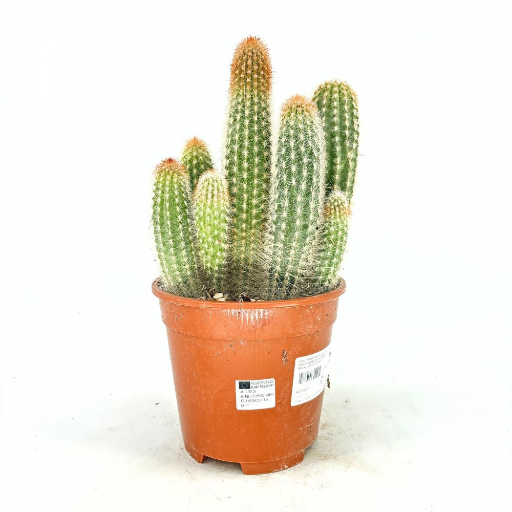 Pilosocereus Gounellei – kék oszlopos kaktusz, egzotikus pozsgás szobanövény – 40 cm