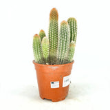 Pilosocereus Gounellei – kék oszlopos kaktusz, egzotikus pozsgás szobanövény – 40 cm