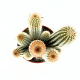 Pilosocereus Gounellei – kék oszlopos kaktusz, egzotikus pozsgás szobanövény – 40 cm