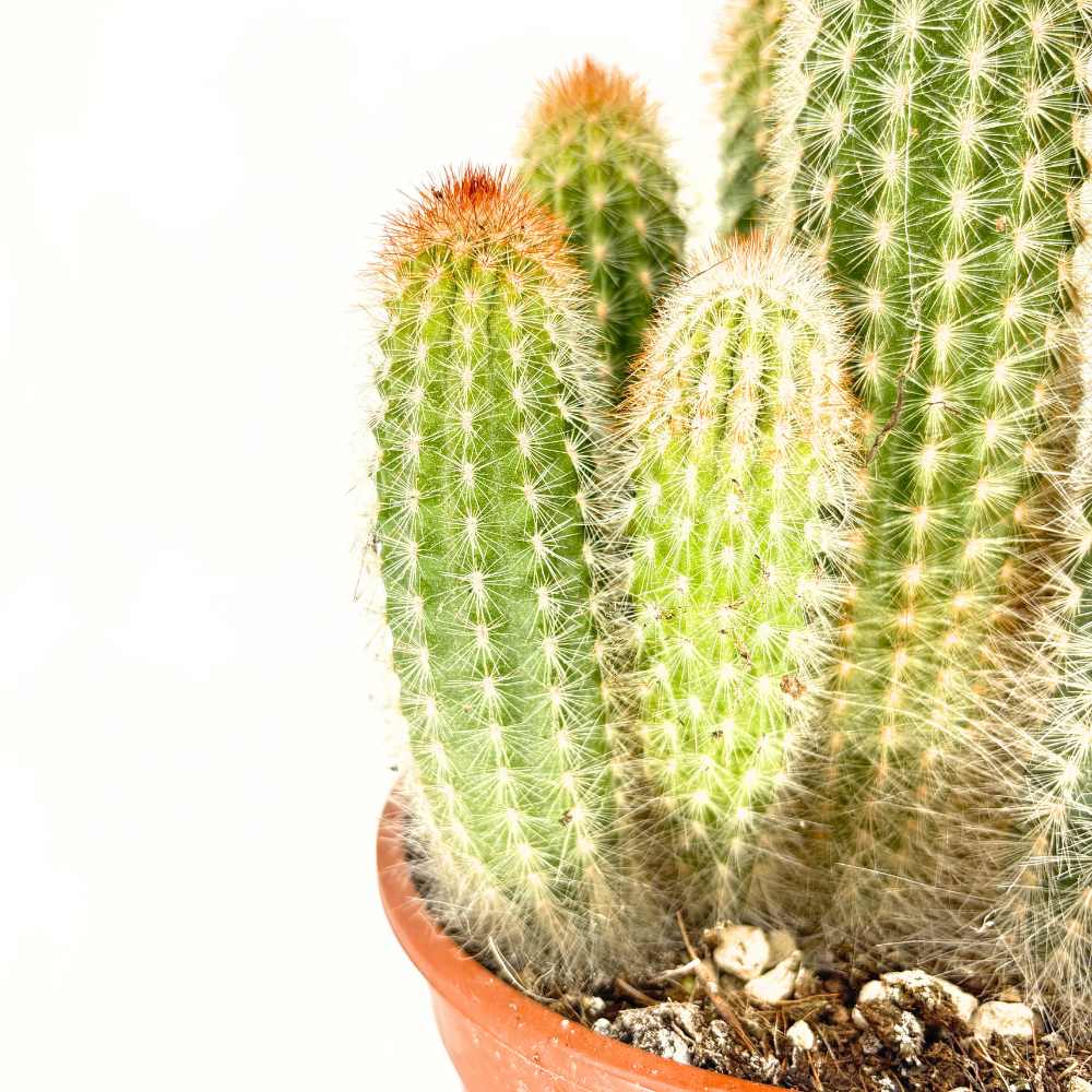 Pilosocereus Gounellei – kék oszlopos kaktusz, egzotikus pozsgás szobanövény – 40 cm