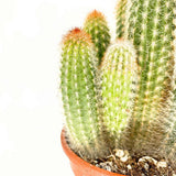 Pilosocereus Gounellei – kék oszlopos kaktusz, egzotikus pozsgás szobanövény – 40 cm