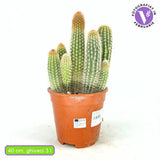Pilosocereus Gounellei – kék oszlopos kaktusz, egzotikus pozsgás szobanövény – 40 cm